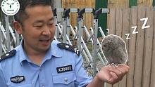 [菏泽鹰匠] 收容救助一只来自邹城的"发霉毛团"——北方领角鸮