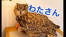 【Cute owls】猫头鹰的秘密基地　土酱篇