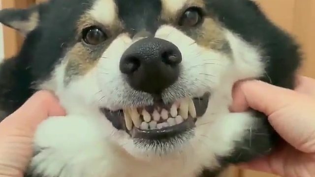 【柴犬】你的牙能不能收一收