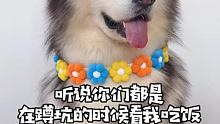#阿拉斯加灰桃脸 #宠物出道计划 #阿拉斯加犬