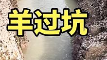价值两千的公羊投入6米深坑 十几斤的大鳗鱼神龙摆尾 鲨鱼一条价值700RMB，鱼货远超50斤【下集】