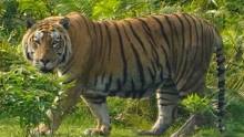 卡齐兰加巨大的雄虎KAZI_54登场 它长得有点憨