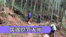 偶遇挖冬笋大师，我挖一个人家已经挖了几十斤就问你服不服