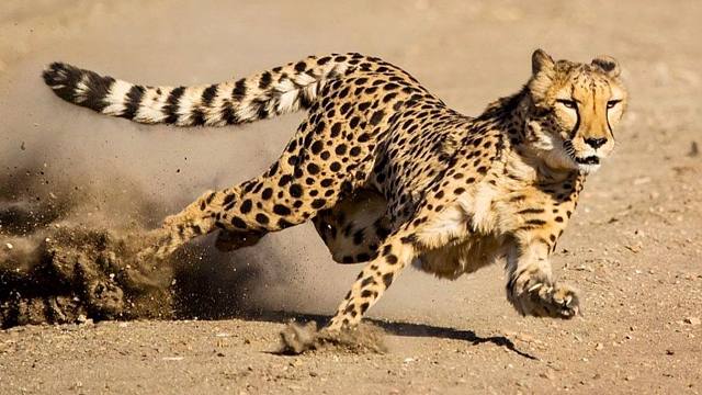 【自制 混剪】猫科中的闪电侠-猎豹快速奔跑合集amv bgm:卡路里-火箭