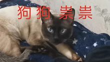 【蚜蚜】你见过踩奶这么猥琐的猫吗