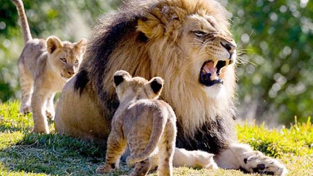 好奇又胆大的小狮子玩弄狮王的尾巴,狮爸爸:你未来将是个王者