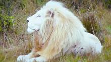 基因突变毛色洁白如雪的白狮王，全世界仅存不到100只