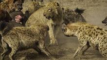【狮子王】被十几只鬣狗包围的狮子：小老弟 真人版狮子王你们看过吗