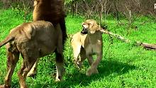 坏男孩雄狮马库鲁想与母狮交配被拒绝