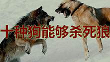 十种能杀死狼的猛犬