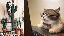 铲屎官的家 猫奴家装设计效果参考学习 给猫咪设计一个家