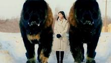 世界上最大的十种犬排名