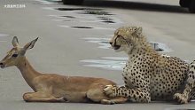 弱肉强食的大自然法则，猎豹在公路上玩黑斑羚