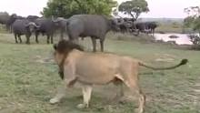 坏男孩联盟雄狮撒旦和狮群与水牛群对峙