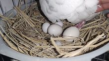 选择性孵化？鸽子蛋都要破壳了，丢给鸽子孵化的鹦鹉蛋却毫无反应