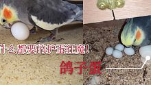 护蛋狂魔上线，给玄凤鹦鹉一个超级大鸽子蛋看看它的反应！这野心！