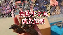 救助的小文鸟长大了，一个多月的付出没有白费，从小养的就是亲人