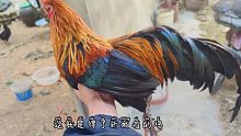 驯服会摇头的大公鸡，知道真相会很心酸，它活的很痛苦