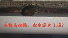 白额高脚蛛的躲藏能力太强了，像会隐身一样，你发现它了么？