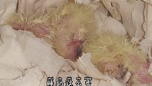 出壳第三天的玄凤鹦鹉宝宝，睡得真香啊，叫它们吃饭都叫不醒