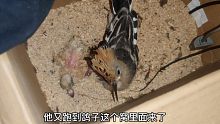 小戴胜会飞后老往小鸽子窝里面跑，它是想当妈妈了？