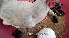 这是我见过最不温柔的母鸡，看看它是不是有点傻？小鸡迟早被它弄死！