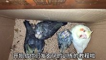 玄凤鹦鹉训练第1步【条件反射】