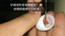 【能活？】给玄凤鹦鹉蛋做个小手术，尿囊膜血管退化，需要更多氧气，开始用肺呼吸，这个阶段最容易死胎，尿
