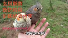 【玄凤鹦鹉】断奶阶段训练经验分享，做到这些你家的小鸡基本就不会丢了，而且会很听话飞得很遛！