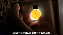 快递过来的玄凤鹦鹉蛋，今天是孵化的第三天，看一下成什么样了