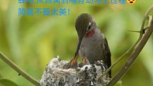 最小的鸟类:蜂鸟！做巢到哺育幼鸟全过程。不要太美，看看蜂鸟鸟宝宝是怎么样拉便便的，真有特色