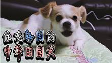 住在韩国的中华田园犬【your dog loves you】