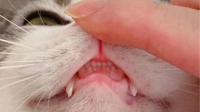 你见过猫咪的牙齿吗
