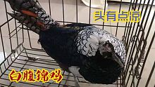 [白腹锦鸡]来了一只秃头锦鸡！“不务正业”的猛禽保护中心！