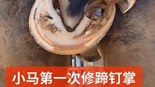 今天来看看第一次钉蹄的马是什么样的 #解压 #修蹄钉掌 #小海豹钉蹄