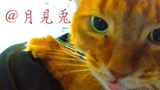 【日本貓Cafe5】美女抱緊我莫慌 月見兔的京都50天 第十天