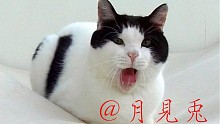 【日本猫Cafe6 第一视角】高冷的mo～酱 月见兔的京都50天 第十二天