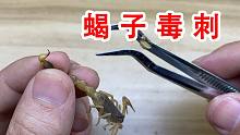 一时冲动！买了一群蝎子！这毒刺看着好吓人！