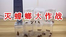 灭蟑螂大作战！这都能灭蟑螂？