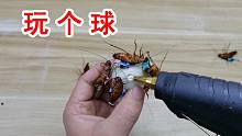 把一堆蟑螂粘到乒乓球上！会自动滚起来吗？最后有彩蛋！