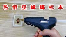 在抽屉里发现一只南方大蟑螂！直接用热熔胶把它做成水晶标本！