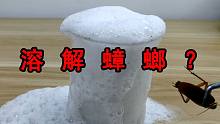 强力下水道疏通剂能把蟑螂溶解掉吗？实验结果有意外惊喜！