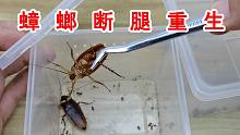 【实验】蟑螂断腿重生！结局又一次颠覆三观！