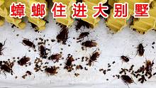 蟑螂住进大别墅！我是如何养蟑螂的？