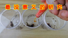 【实验】最没意义的研究！如何让蟑螂药杀不死小强！