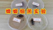 【实验】蟑螂真的百毒不侵吗？蟑螂细菌实验！