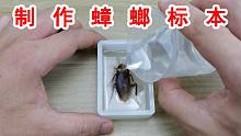 在家里抓到一只南方大蟑螂！直接把它做成水晶标本！
