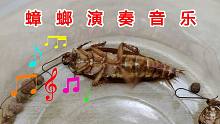 蟑螂演奏音乐？配这个BGM刚刚好！