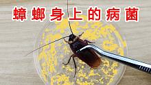 【实验】蟑螂身上到底有多少病菌？手机真的比蟑螂还脏吗？