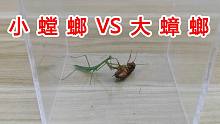 以小博大！小螳螂竟然把比自己大的蟑螂吃掉了！